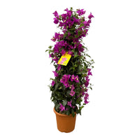 Pyramide de bougainvilliers - 80 cm - Ø17cm - GREEN OASIS - SHOP