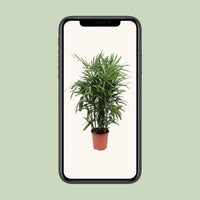 Rhapis Excelsa - Ø27cm - ↕120cm Everspring