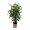 Rhapis Excelsa - Ø27cm - ↕120cm Everspring