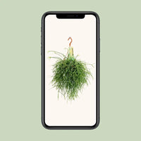 Rhipsalis Pulchra - Ø14 ↕35 Everspring