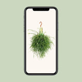 Rhipsalis Pulchra - Ø14 ↕35 Everspring