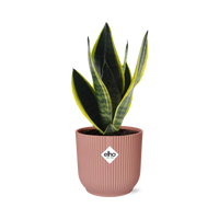 Sansevieria Futura Superba + pot ELHO Vibes Fold 14cm rose Everspring