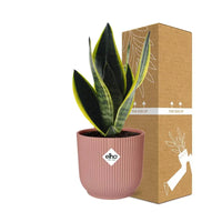 Sansevieria Futura Superba + pot ELHO Vibes Fold 14cm rose Everspring