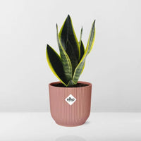 Sansevieria Futura Superba + pot ELHO Vibes Fold 14cm rose Everspring
