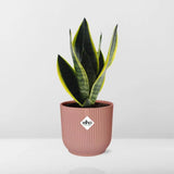 Sansevieria Futura Superba + pot ELHO Vibes Fold 14cm rose Everspring
