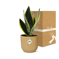 Sansevieria Futura Superba + pot ELHO Vibes Fold jaune 14cm Everspring