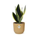 Sansevieria Futura Superba + pot ELHO Vibes Fold jaune 14cm Everspring