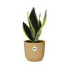 Sansevieria Futura Superba + pot ELHO Vibes Fold jaune 14cm Everspring