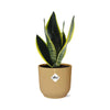 Sansevieria Futura Superba + pot ELHO Vibes Fold jaune 14cm Everspring