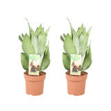 Sansevieria Moonshine - 2 pièces - Ø14cm - ↕40cm - GREEN OASIS - SHOP