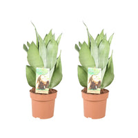 Sansevieria Moonshine - 2 pièces - Ø14cm - ↕40cm - GREEN OASIS - SHOP