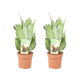 Sansevieria Moonshine - 2 pièces - Ø14cm - ↕40cm - GREEN OASIS - SHOP