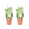 Sansevieria Moonshine - 2 pièces - Ø14cm - ↕40cm - GREEN OASIS - SHOP