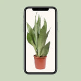 Sansevieria Moonshine - Ø17cm - ↕60cm Everspring