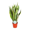 Sansevieria Trifasciata Laurentii - Ø14cm - ↕50cm Everspring