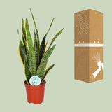 Sansevieria Trifasciata Laurentii - Ø17cm - ↕60cm Everspring