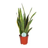 Sansevieria Trifasciata Laurentii - Ø17cm - ↕60cm Everspring