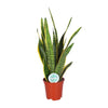 Sansevieria Trifasciata Laurentii - Ø17cm - ↕60cm Everspring