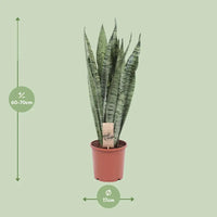 Sansevieria Zeylanica - Ø17cm - ↕70cm Everspring