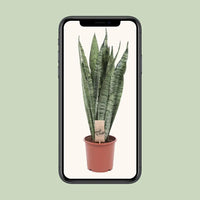 Sansevieria Zeylanica - Ø17cm - ↕70cm Everspring