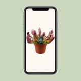 Sarracenia Scarlet Belle - Ø12cm - ↕40cm Everspring