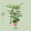 Schefflera Actinophylla Amate - Ø24cm - ↕100cm Everspring