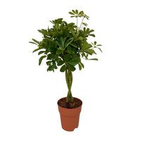 Schefflera Compacta - Ø19cm - ↕80cm Everspring