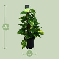 Scindapsus (Epipremnum) - Ø15cm - ↕50cm - GREEN OASIS - SHOP