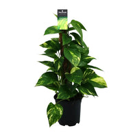 Scindapsus (Epipremnum) - Ø15cm - ↕50cm - GREEN OASIS - SHOP