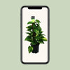 Scindapsus (Epipremnum) - Ø15cm - ↕50cm - GREEN OASIS - SHOP