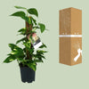 Scindapsus Epipremnum - Ø15cm - ↕50cm Everspring