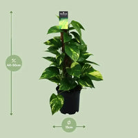 Scindapsus (Epipremnum) - Ø15cm - ↕50cm - GREEN OASIS - SHOP