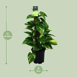 Scindapsus (Epipremnum) - Ø15cm - ↕50cm - GREEN OASIS - SHOP