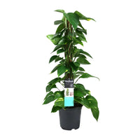 Scindapsus (Epipremnum) - Ø19cm - ↕80cm Everspring