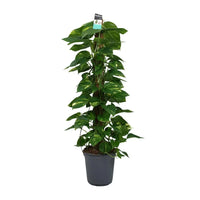 Scindapsus (Epipremnum) - Ø24cm - ↕120cm Everspring