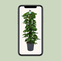 Scindapsus (Epipremnum) - Ø24cm - ↕120cm Everspring