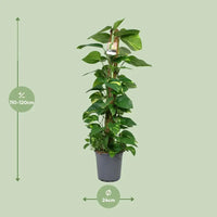 Scindapsus Epipremnum - Ø24cm - ↕120cm Everspring