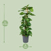 Scindapsus Epipremnum - Ø24cm - ↕120cm Everspring