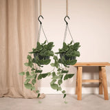 Scindapsus Pictus (Epipremnum) - 2 pièces - Ø15cm - ↕20cm Everspring