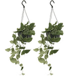 Scindapsus Pictus (Epipremnum) - 2 pièces - Ø15cm - ↕20cm Everspring