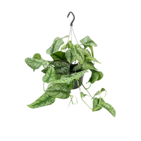 Scindapsus Pictus Trebie - Ø15cm - ↕25cm Everspring