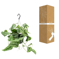 Scindapsus Pictus Trebie - Ø15cm - ↕25cm Everspring