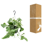 Scindapsus Pictus Trebie - Ø15cm - ↕25cm Everspring