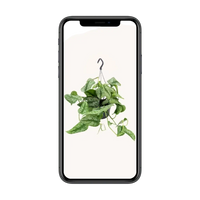 Scindapsus Pictus Trebie - Ø15cm - ↕25cm Everspring