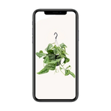 Scindapsus Pictus Trebie - Ø15cm - ↕25cm Everspring