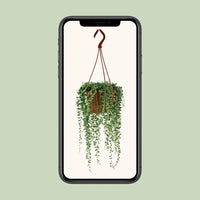 Senecio Herreianus - Ø12cm - ↕20cm Everspring