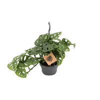 Singe Monstera - Ø14cm - ↕30cm Everspring