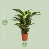 Spathiphyllum Bellini - Ø24cm - ↕100cm Everspring