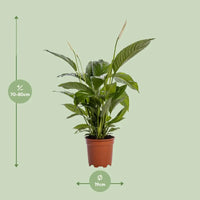 Spathiphyllum Bingo Cupido - Ø19cm - ↕80cm Everspring