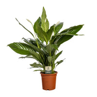 Spathiphyllum Bingo Cupido - Ø19cm - ↕80cm Everspring